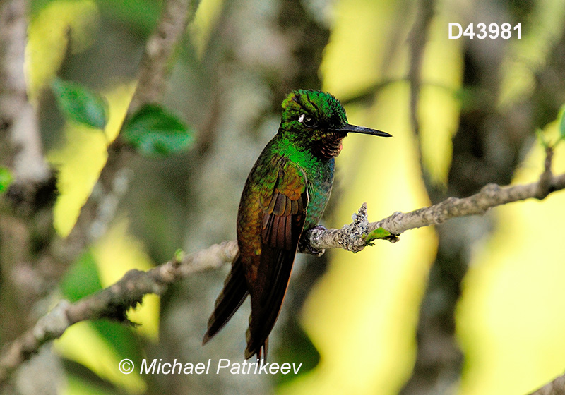 Brazilian Ruby (Clytolaema rubricauda)